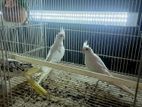 Cockatiel Birds