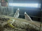 Cockatiel Birds