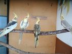 Cockatiel Bird
