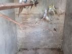 Cockatiel Birds