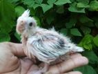 Cockatiel Chicks