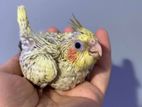 Cockatiel Chicks