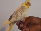 Cockatiel Bird