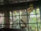 Cockatiel Bird