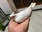 Cockatiel