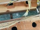 Cockatiel Birds