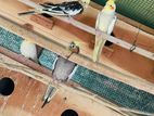 Cockatiel Birds