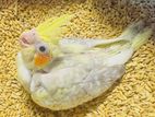 Cockatiel Birds