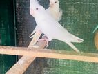 Cockatiel
