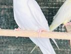 Cockatiel