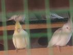 Cockatiel Bird Pair