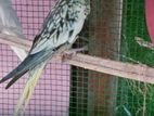 Cockatiel Bird