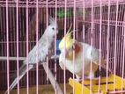 Cockatiel