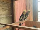 Cockatiel Birds