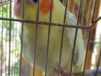 Cockatiel