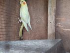 Cockatiel Bird