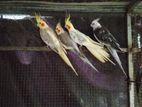 cockatiel