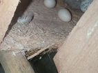 cockatiel