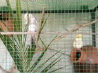 Cockatiel Birds