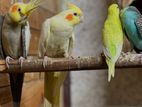 Cockatiel Birds