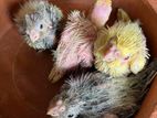 Cockatiel Chick