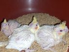 Cockatiel Hand Feed Chicks