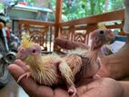 Cockatiel Hand Feed Size Chicks