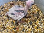 Cockatiel Hand Feeding Chicks