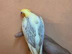 Cockatiel Hand Tame Birds