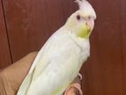 Cockatiel Hand Tamed Bird