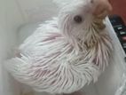 Cockatiel Hand Tamed Chicks