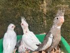 cockatiel Handtamed chicks