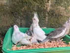 cockatiel Handtamed chicks