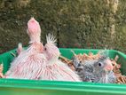 Cockatiel Handtamed Chicks
