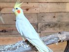 Cockatiel Lutino Male Parrot