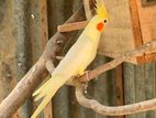 cockatiel male bird