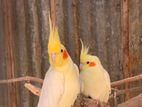 Cockatiel Male Birds