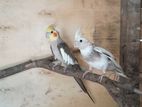 Cockatiel Pair