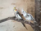 Cockatiel Pair