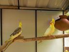 Cockatiel Pair