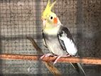 Cockatiel Pair