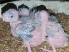 Cockatiel White Face