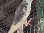 Cockatiel White Face Pied Bird