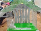 Cockatiel With Bird Cage