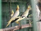 Cockatiels Bird