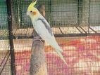 Cockatiels Birds