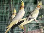 Cockatiels Birds