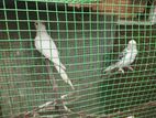 Cockatiels Breeding Pair