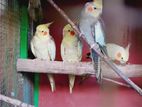 Cockatiel Breeding Pairs