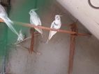 Cockatiels Breeding Pairs
